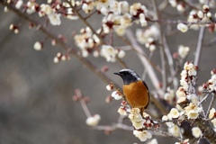 花にジョウビタキ