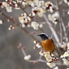 花にジョウビタキ