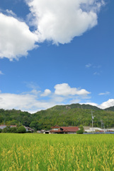 農家と田んぼ