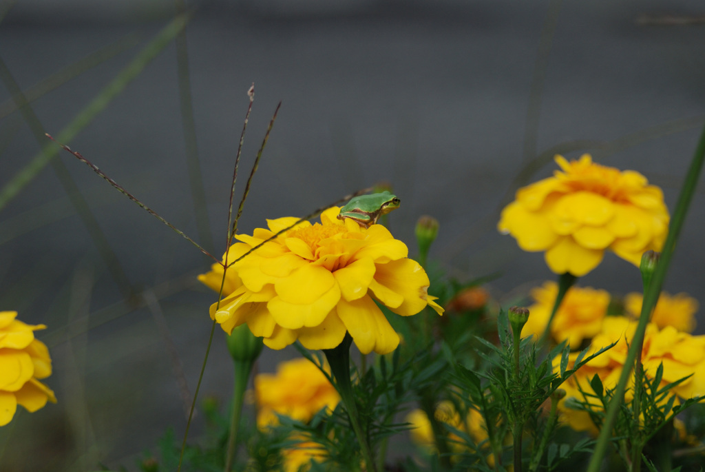 花とカエル