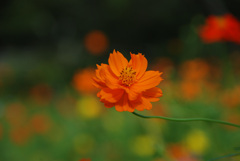 濃いオレンジ色の花