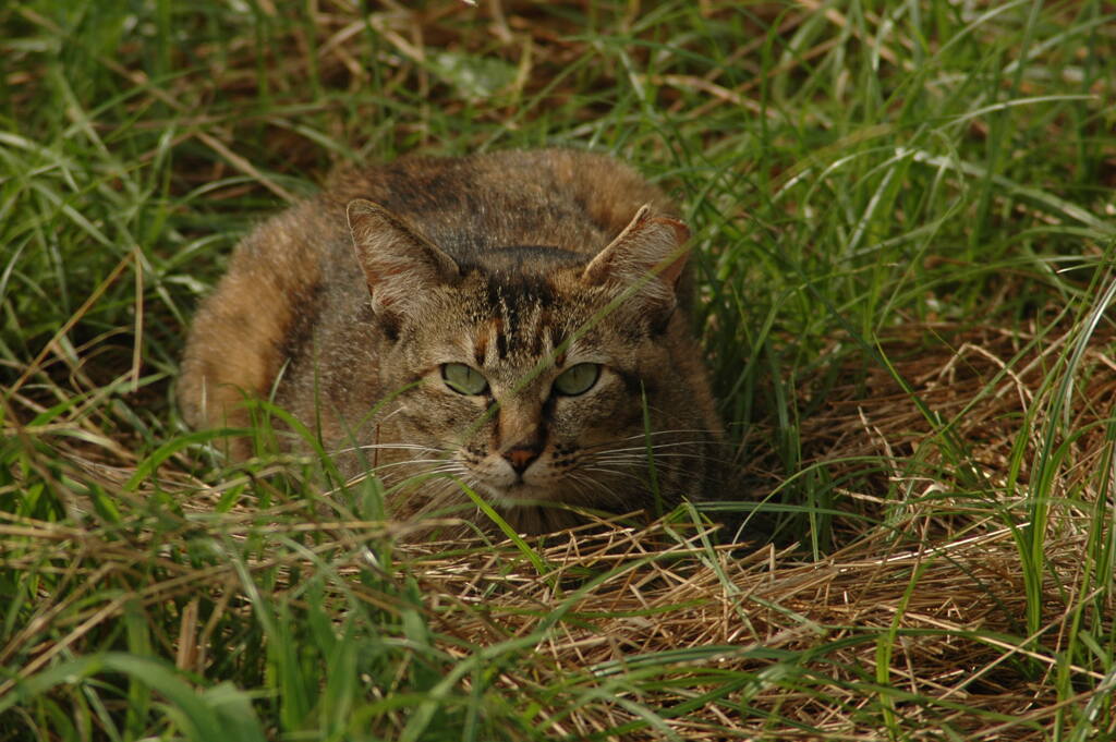 ねこ