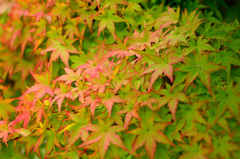 紅葉しかけ