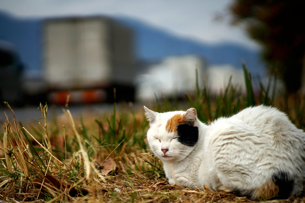 三毛猫