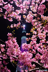 Sakura-Skytree