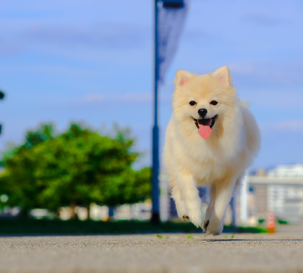 飛行犬　もち