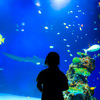 マリホ水族館