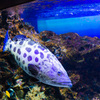 マリホ水族館(2)