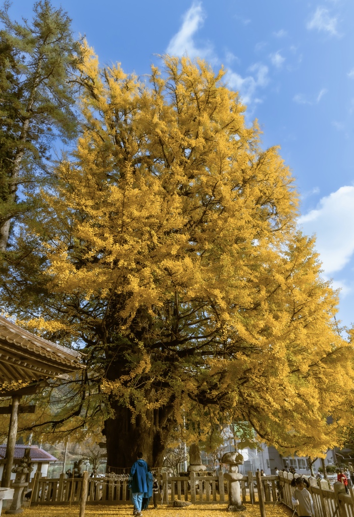 推定樹齢1100年