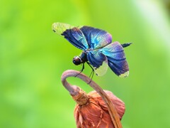 チョウトンボ♀