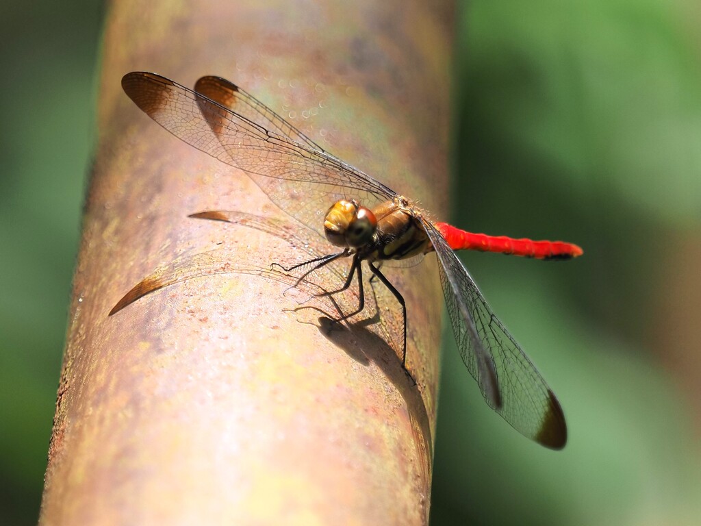 リスアカネ♂