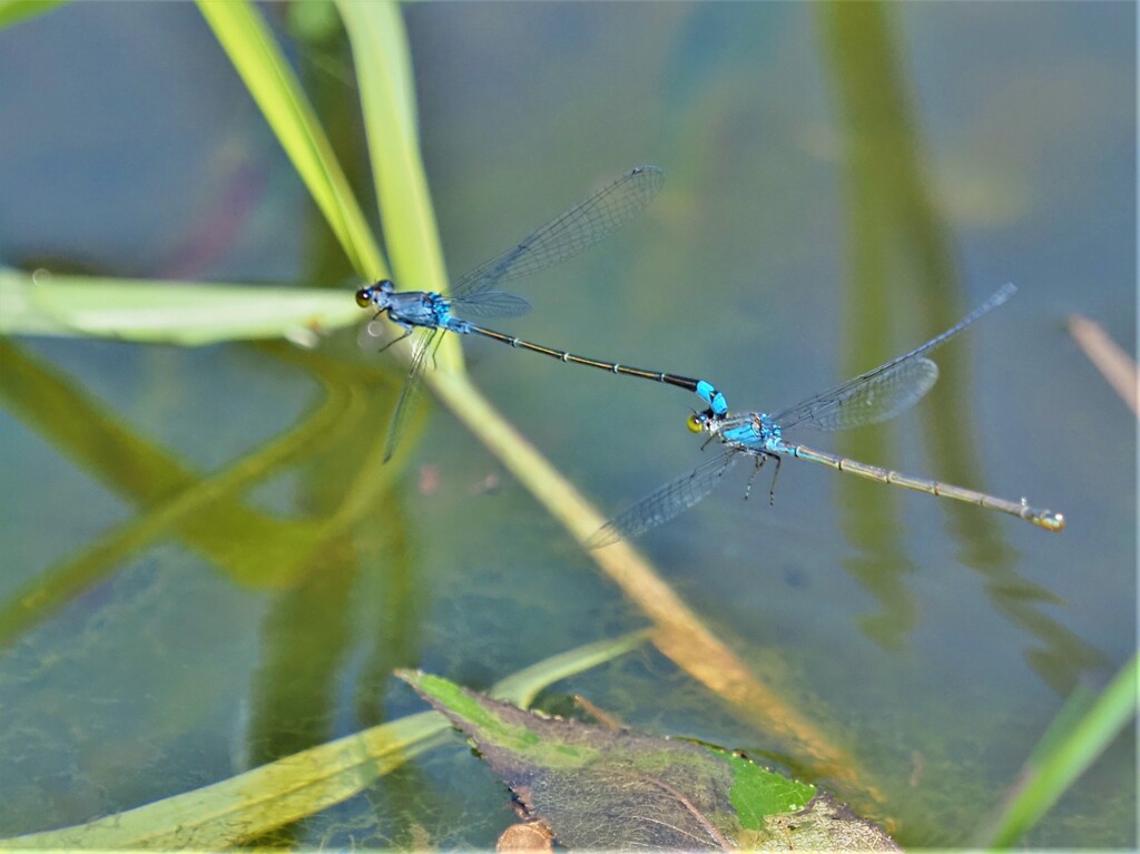 クロイトトンボのペア