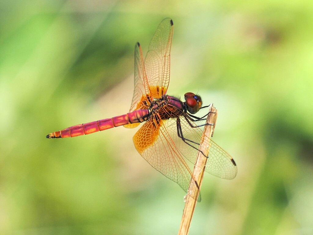 ベニトンボ♂