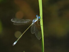 アオイトトンボ♂