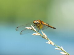 ベニトンボ♀