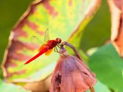 ショウジョウトンボ♂