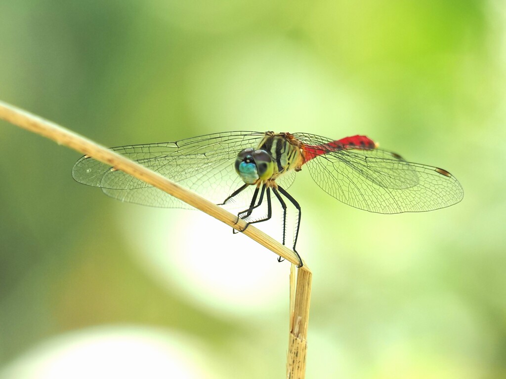 マイコアカネ♂