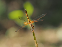 ベニトンボ♀