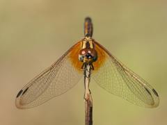 ベニトンボ♀