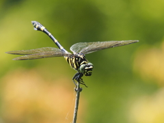 タイワンウチワヤンマ♀