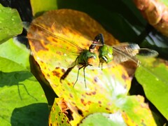 ギンヤンマのペア