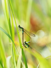 アオモンイトトンボのペア