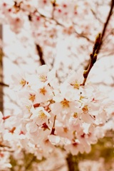 桜咲く日