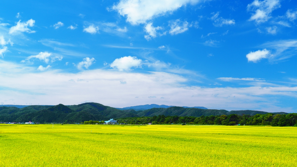 稲と空