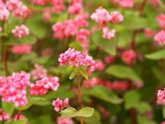 ソバの花