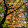 裏もみじ