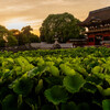 蓮池夕景