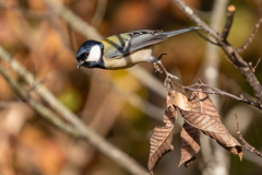 晩秋のシジュウカラ
