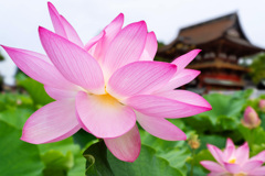 蓮の花