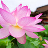蓮の花