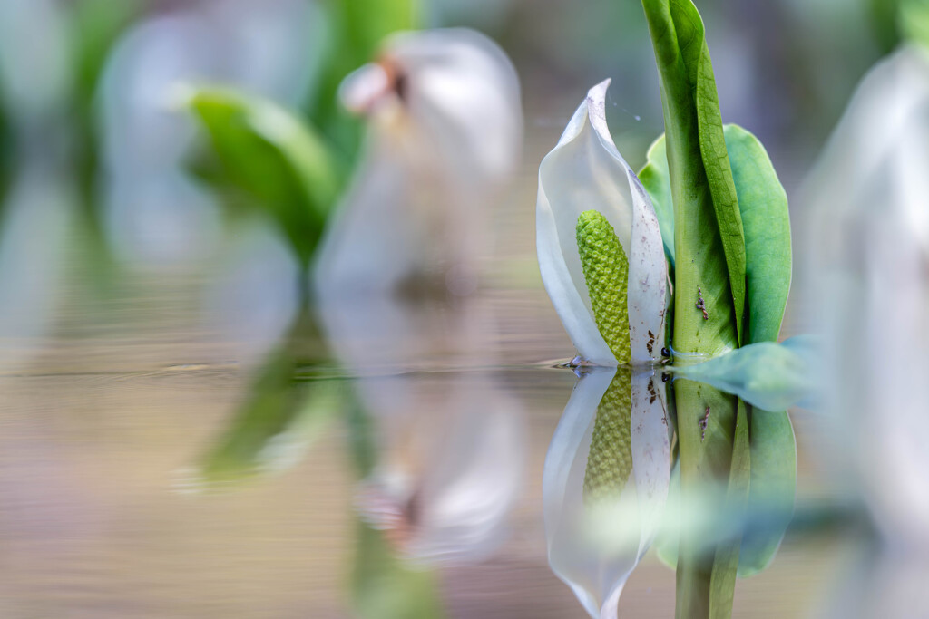 高月院の水芭蕉