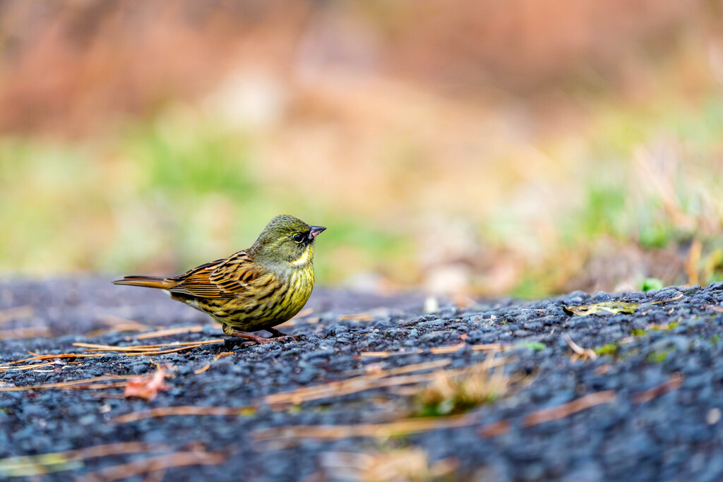 春のにおい