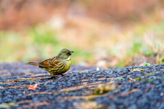 春のにおい