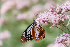会えてよかった