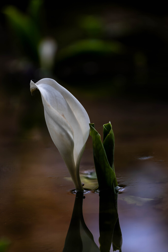 水芭蕉