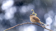 最後の雨