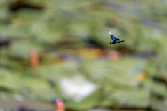 夏の池