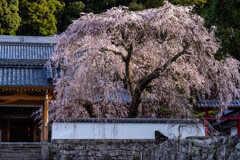 枝垂れ桜