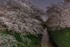 夜桜