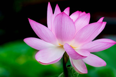 蓮の花
