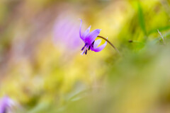 カタクリの花