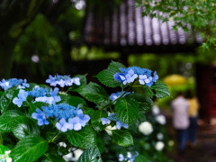 参道の紫陽花