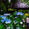 参道の紫陽花