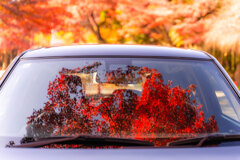 紅葉ドライブ
