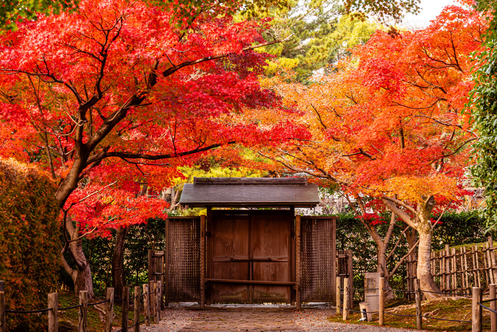 葵松庵城南亭の紅葉