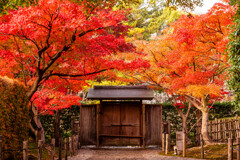 葵松庵城南亭の紅葉